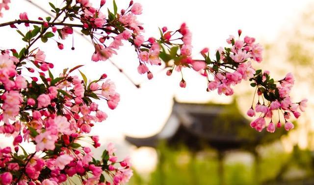 姹紫嫣红的春天，学习六个摄影技巧，拍摄别样风情的花朵照片