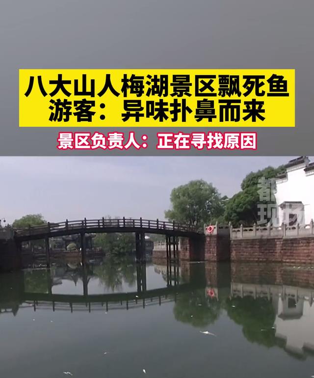 |南昌梅湖出现许多死鱼，原因未知，附近钓鱼人：湖水发黑