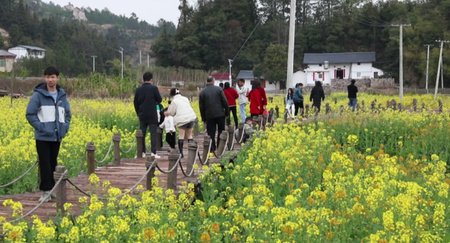 云南民族村|不负春光 油菜花开春色美