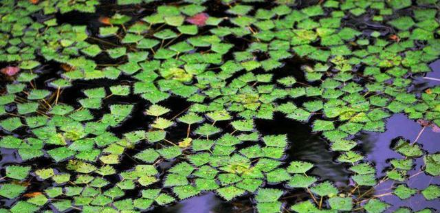 铜陵|春天钓鱼人常用的戳钓，却是野钓鲫鱼杀手锏，大板鲫被接连钓起