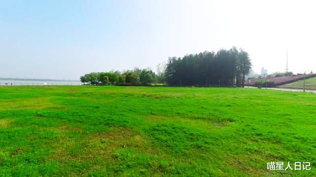 武汉|漫步武汉青山江滩，穿过遍布杉树的大草坪，碧水蓝天景色如画