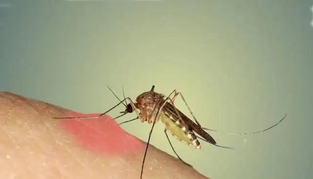 今年夏天的蚊子为何比往年少?这是件好事吗?为什么?