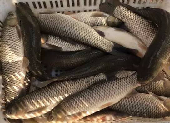 草鱼的“悲哀”:1次产卵高达120万粒,为何在野外几乎销声匿迹