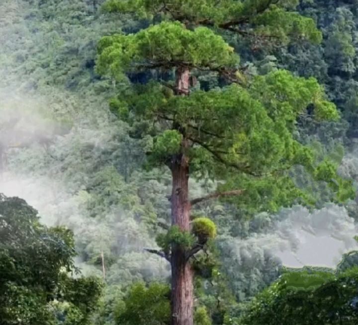 云南|世界最高树木在美国，比我国最高树木高了33米多，却不让参观了