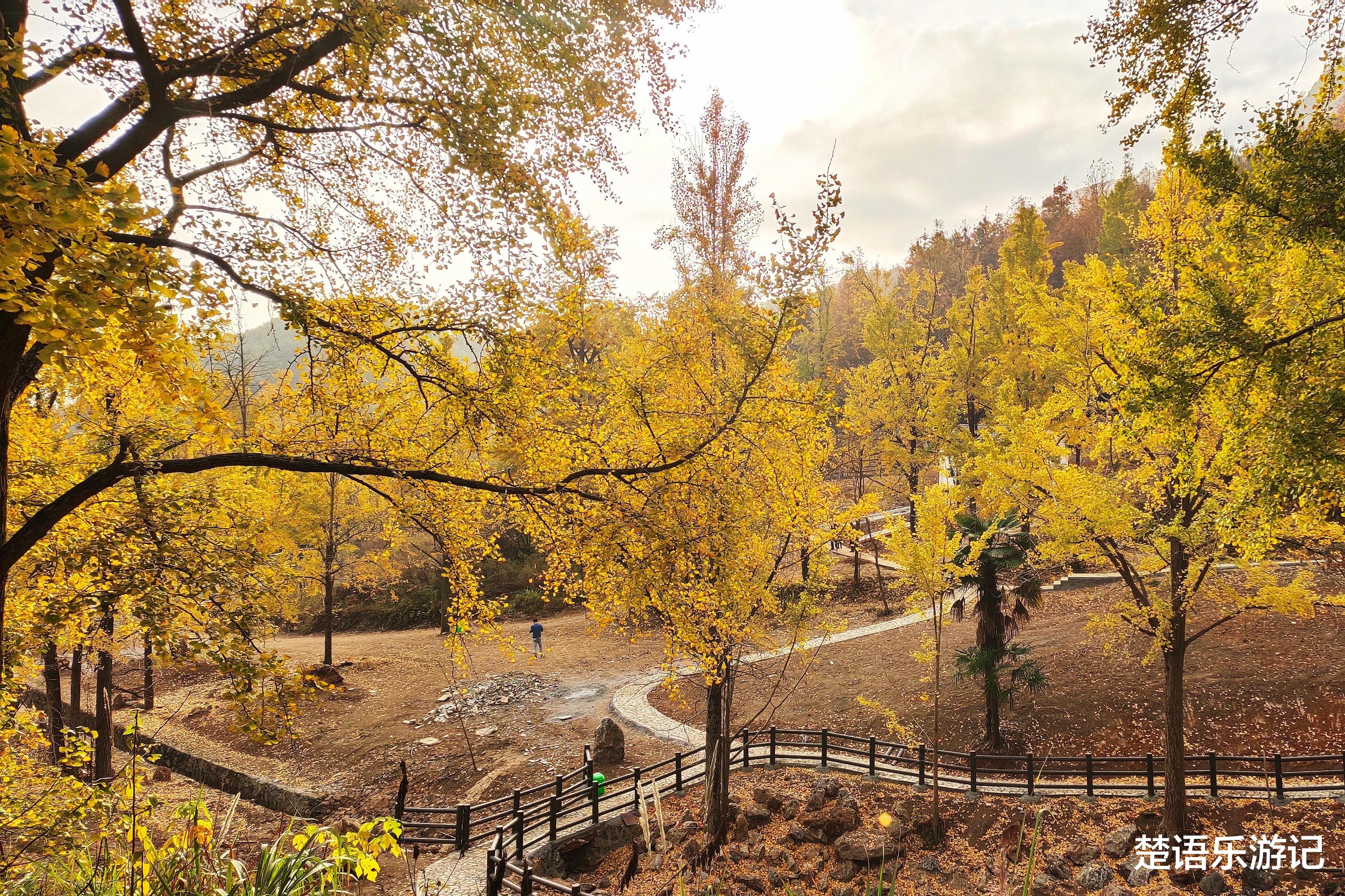 银杏树|浙江这个古村落居于山岙，却成为网红村，1200多棵银杏树美如仙境