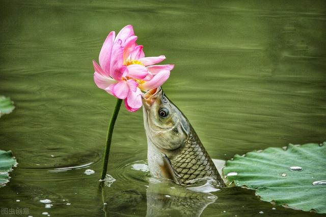 空军|雨季钓鱼小诀窍,时机、钓位轻松选择,鱼获多多,告别空军