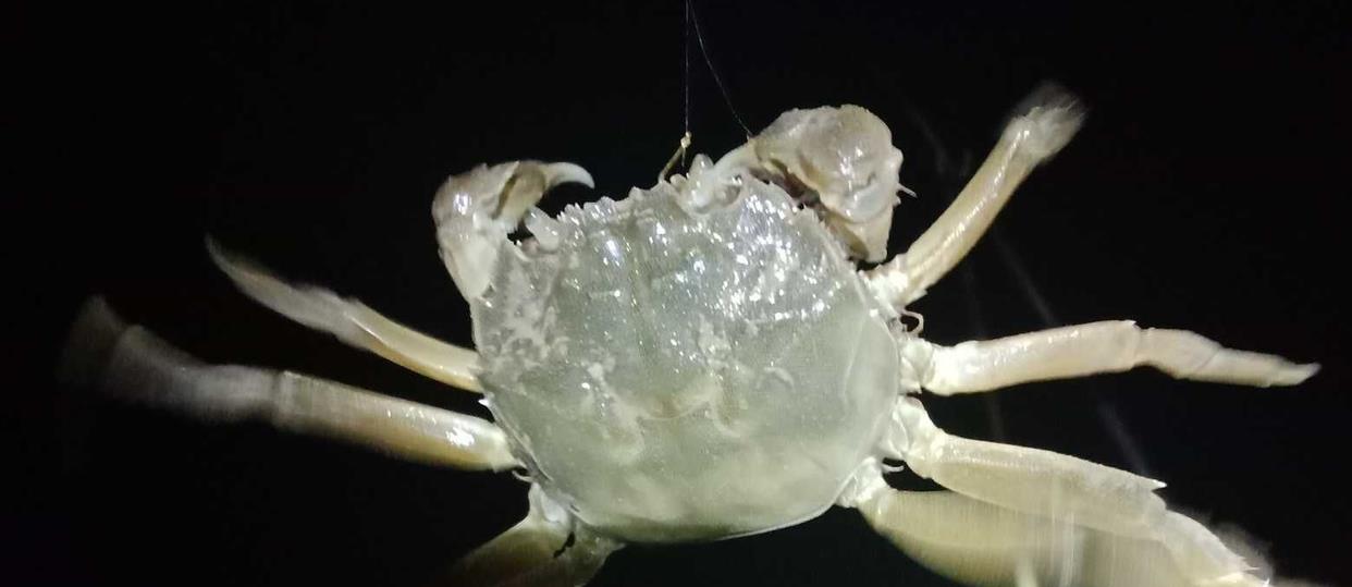 上海市|河道里螃蟹泛滥?钓鱼人纷纷不堪其扰,网友:身在福中不知福