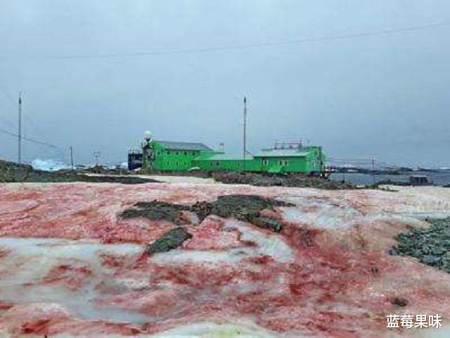 我们担心的事情或正在发生,南极出现的“血雪”就是证明