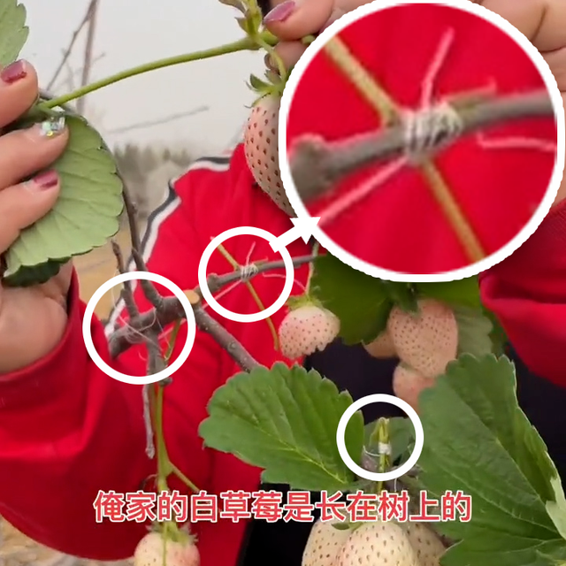 鸡蛋树、西瓜树、菠萝树,看到这些骗人的直播,感觉智商受到侮辱