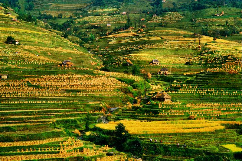 梯田|穿行于红河沿岸：寻秋韵、品秋色、享秋乐