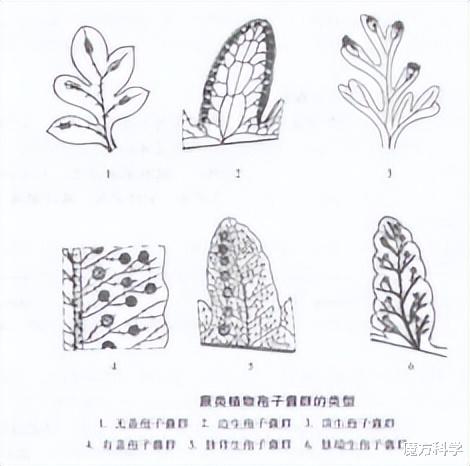 青海首次发现“国宝级”极危玉龙蕨!有多独特?网友:山上经常见