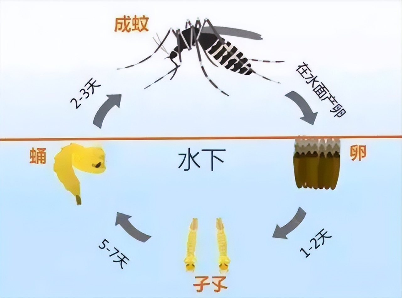 人大代表提议全面消灭蚊子!如果全部灭绝,生态系统会不会崩溃?