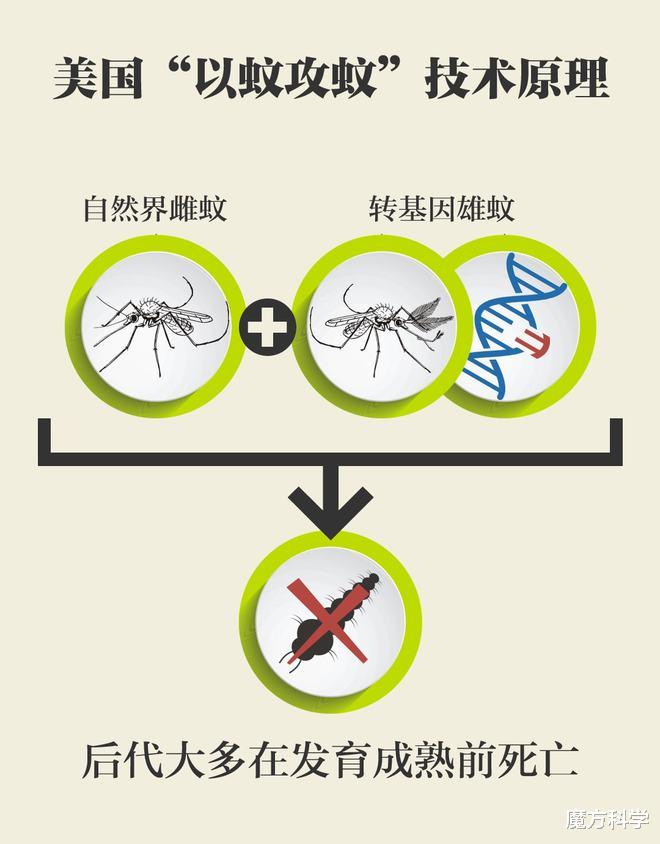 想干嘛?美国拟2年释放24亿只转基因蚊子!对人体有没有攻击性?