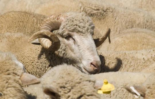 生肖|出生在啥时辰的属羊人，不苦不累，很少操心，风平浪静的发家致富