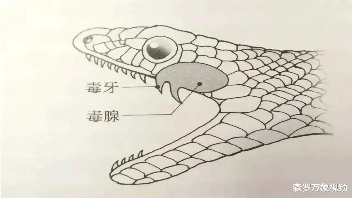 为什么地球上没有进化出会喷火的动物呢?