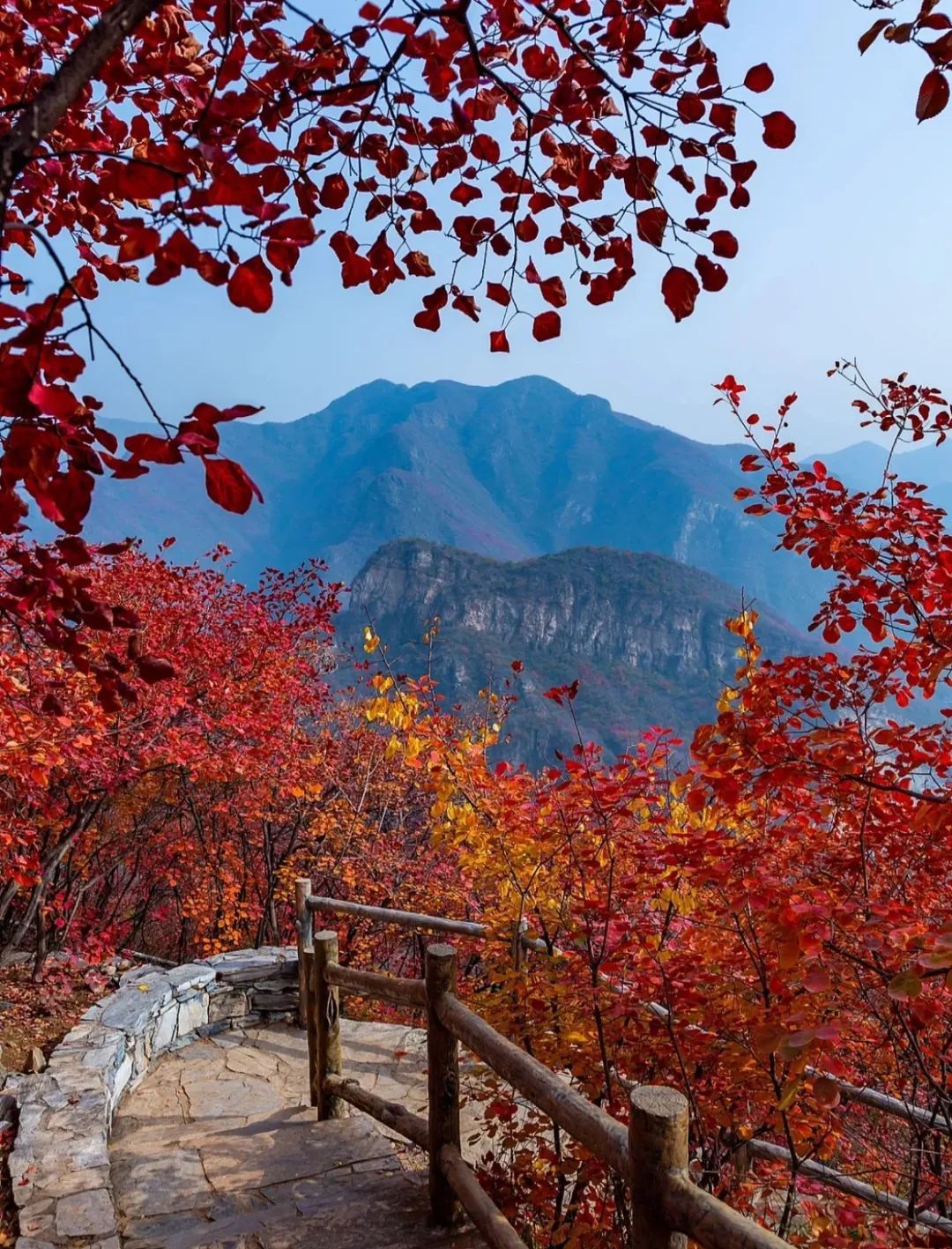园林|忘掉新疆，更美的秋天在这，文化底蕴惊艳世界，金秋美成银杏王国