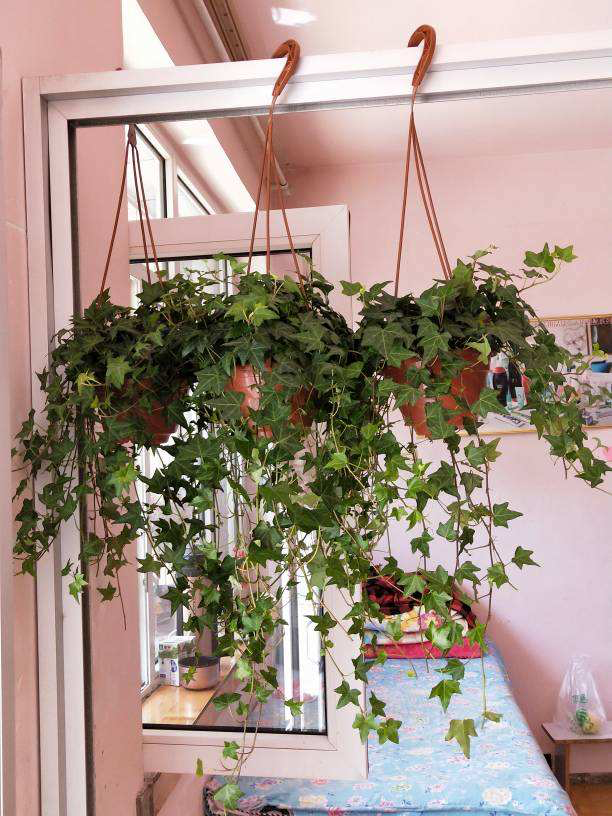 15种养人植物,养在家里身心舒畅,你养过几种