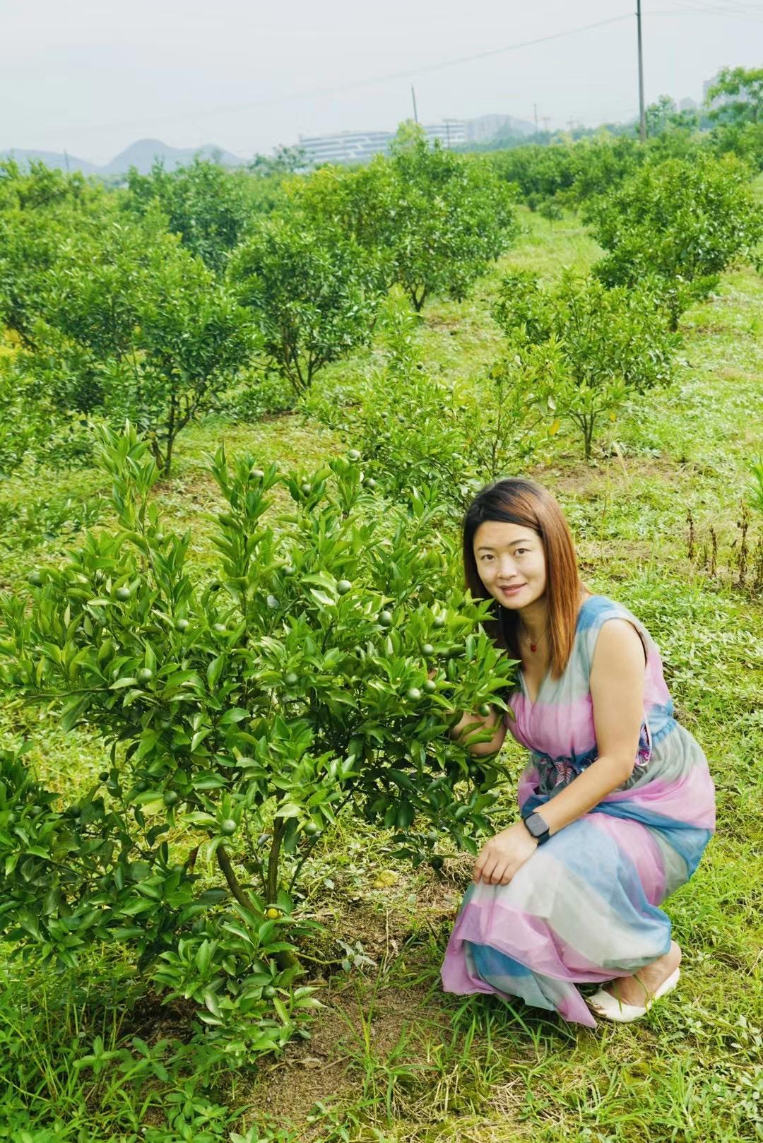 温州“名果”瓯柑开摘了!坐手划船游三垟湿地,感受秋日丰收喜悦