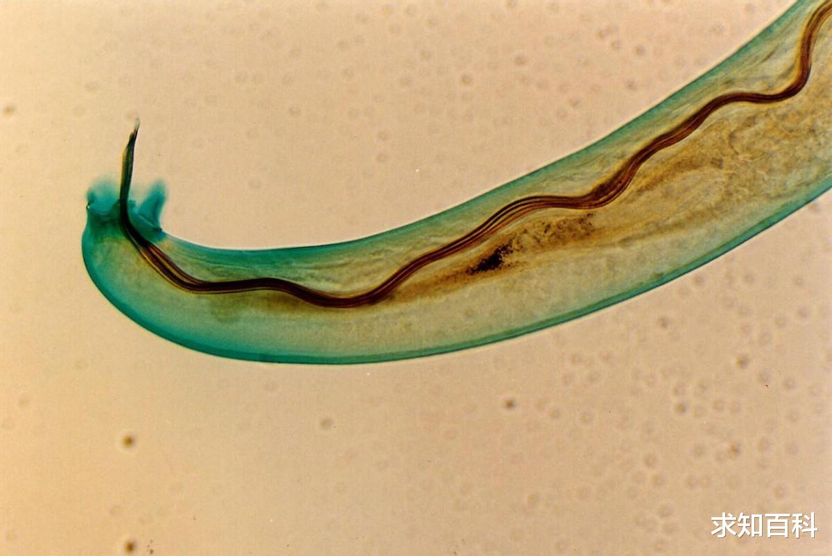 雌雄同体繁殖力超强,最强生物200年入侵全世界,中国吃货不敢下口