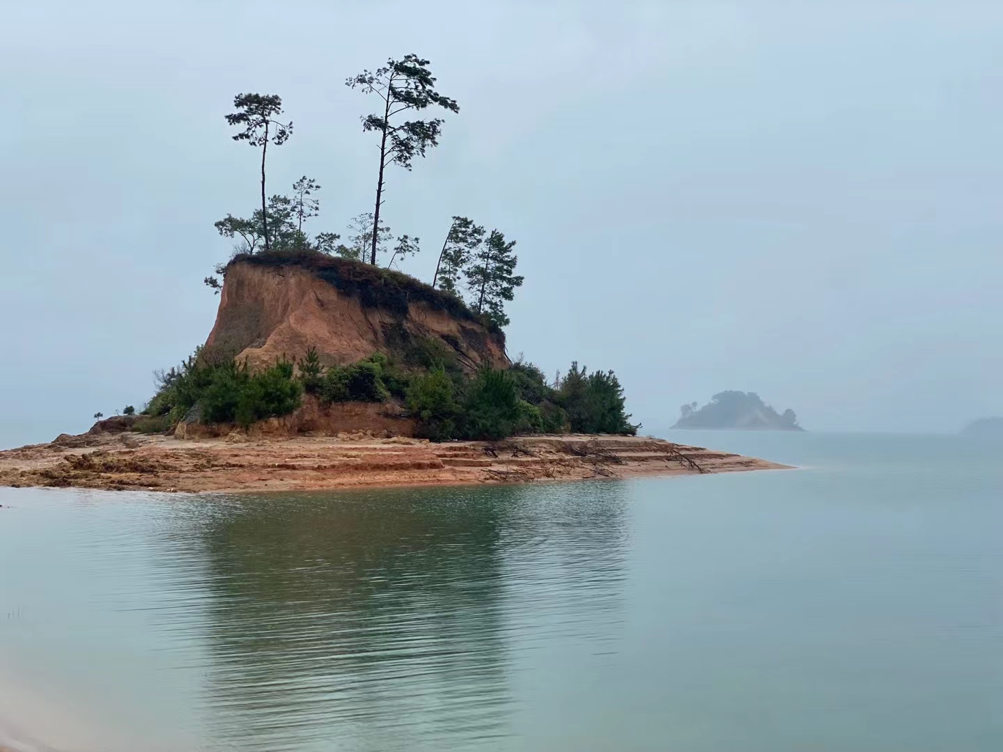 绿藻(小球藻)-淡水藻类
