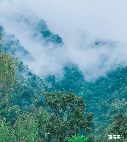 莽山|毒蛇界的顶级流量明星,上过央视,卖出天价——莽山烙铁头