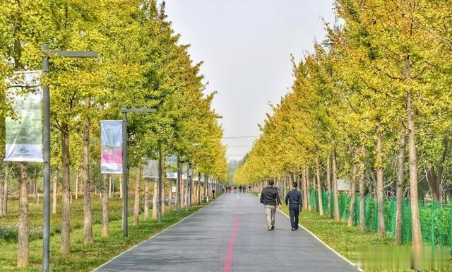 |昌平最美红叶即将上线，每一处都美得令人惊艳?！