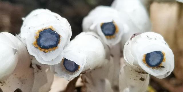 云南发现近危级珍稀植物水晶兰,不需要光合作用,靠真菌吸收养分