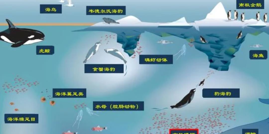 南极磷虾:5亿吨的“海上金矿”,我国将会成为最大“黑马”?