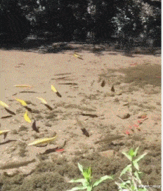 望父成龙|“用四个字表达一下你现在的生活”望父成龙