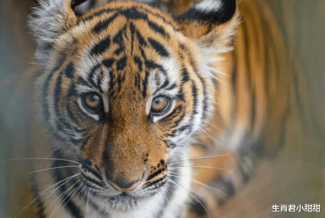 |事业大展宏图，属虎人收入节节高升，在职场中绽放光彩