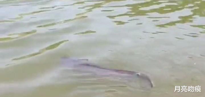 水库|广西钓友在水库钓获76斤重“鲶鱼王”,有人却说不能吃,为啥?