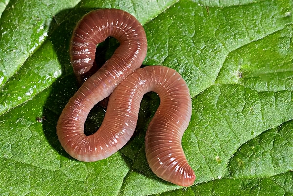 饵料|深秋季节，分享蚯蚓作饵的几个技巧和方法，帮你提高垂钓效果