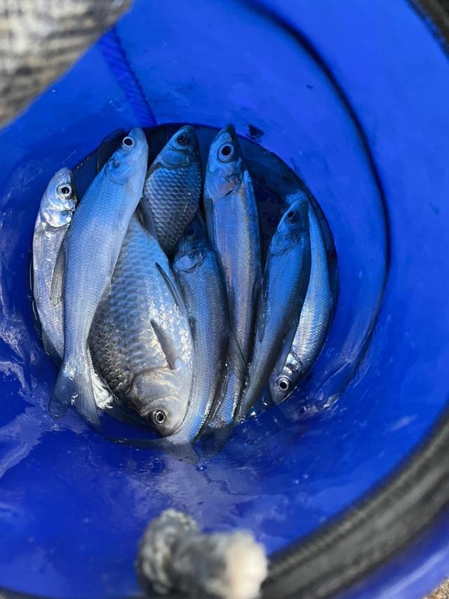 空军|通杀腥试用报告之2023年春节前后没有空军!