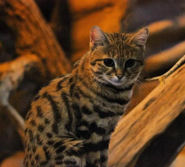 猫科捕猎效率最高的“杀戮机器”:黑足猫,被全世界禁养!
