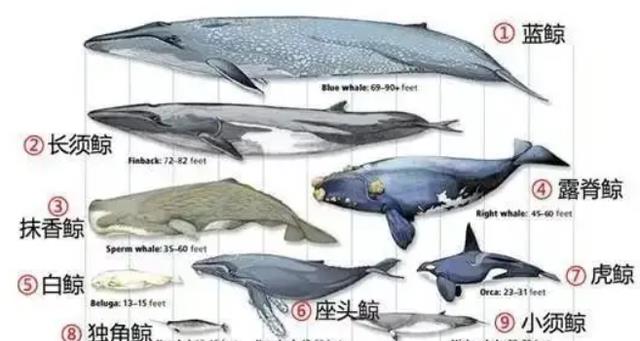 作为现存最大的齿鲸,抹香鲸为何要跟大王乌贼过不去?