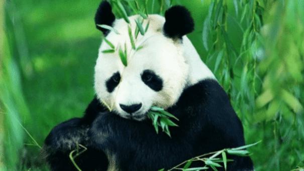 为啥日本的熊猫都很干净，中国的却很脏？饲养员：你看日本人干了什么