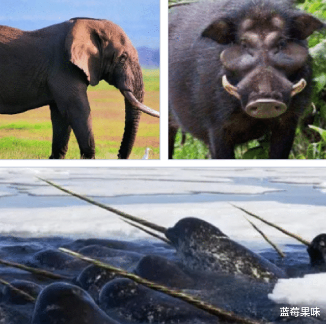 牙齿贵过金子,世界上“最豪横的动物”,据说一颗牙可抵一座城堡