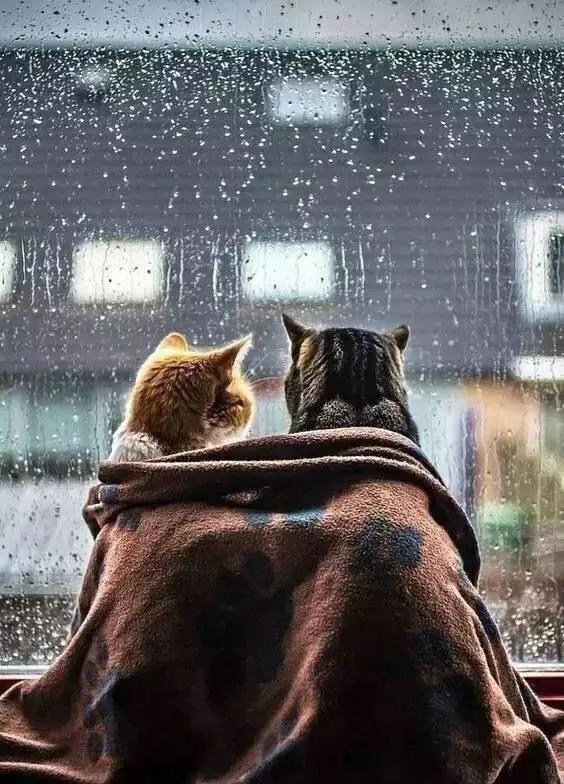 甄嬛传|甄嬛传:从齐妃失宠看现在农村男女的婚姻