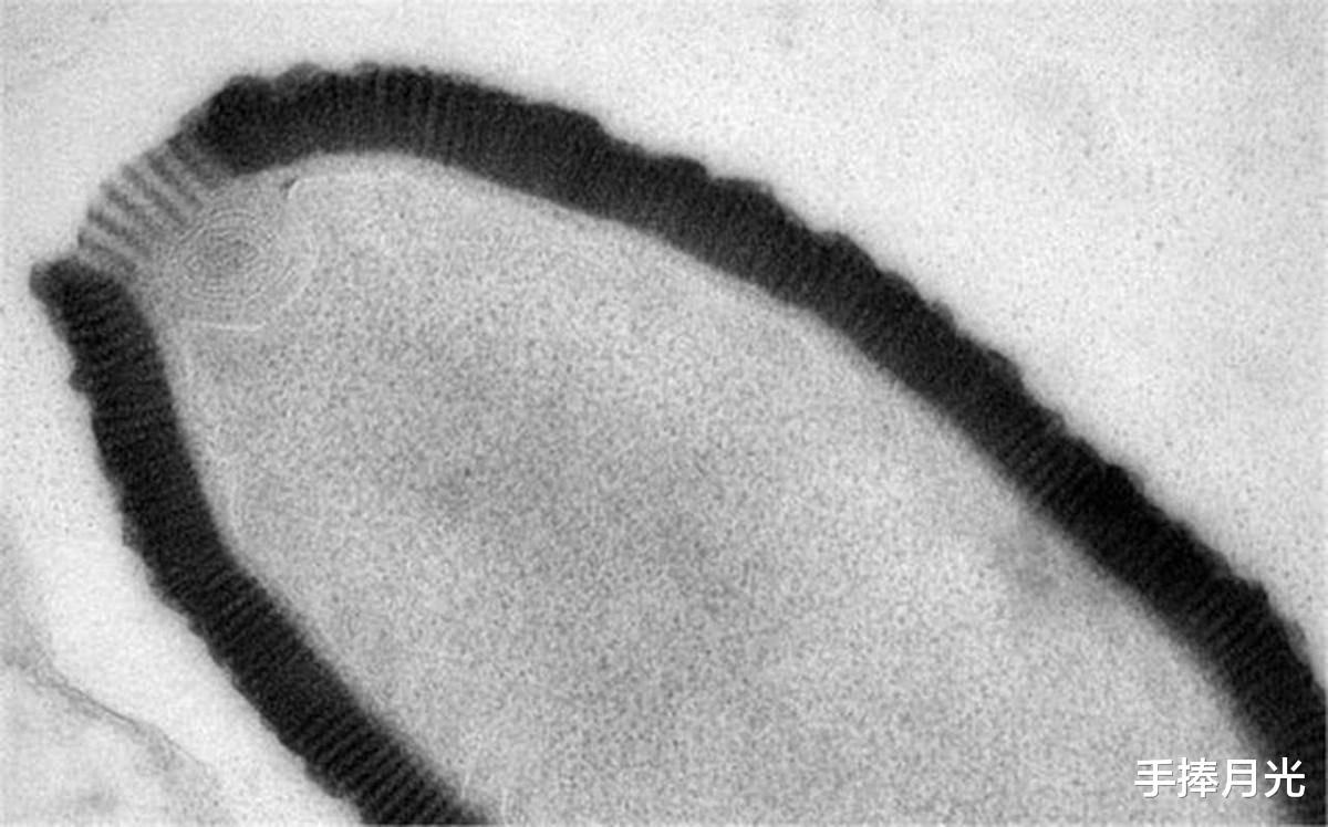 北极冻土融化,发现5万年史前生物尸体,为何科学家却深感担忧?