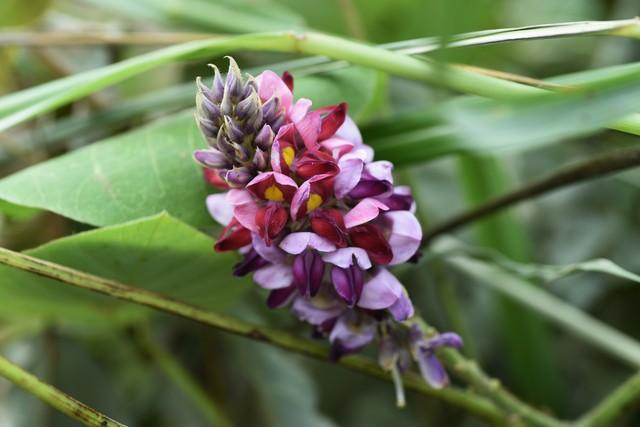 肝脏|一方,专为醒酒而设,酒后头痛眩晕呕吐,胸闷胃满,食欲差快收藏