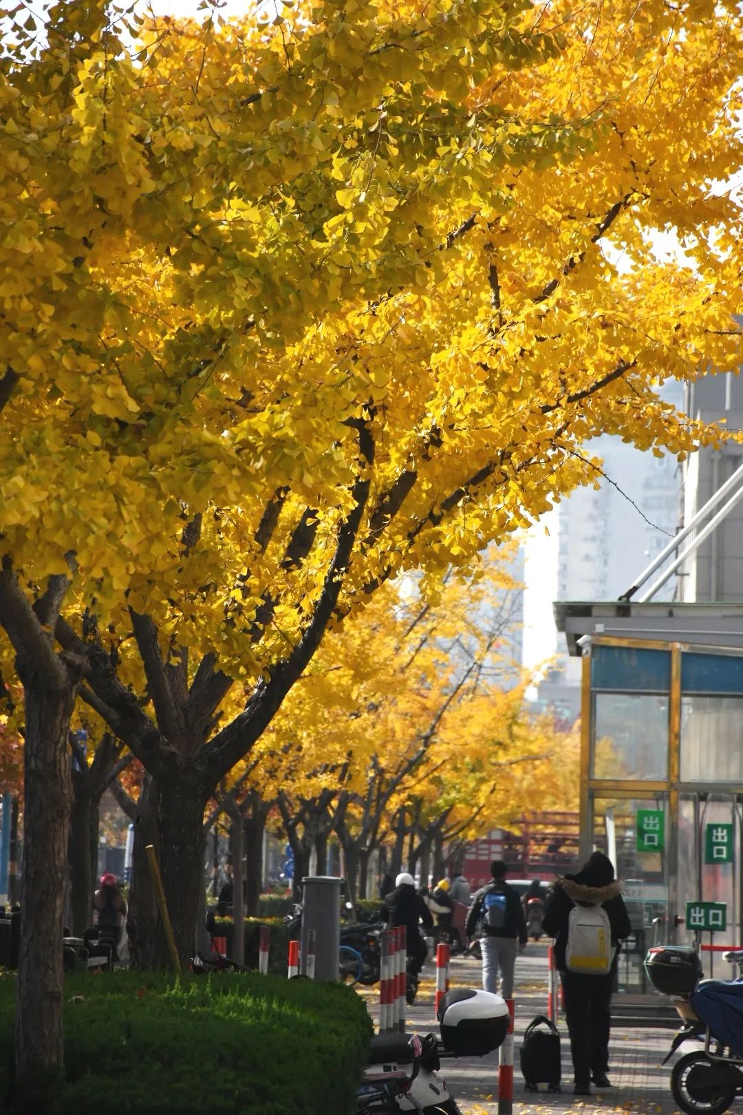 雪乡|奉贤南奉公路上一路枫景，感受初冬的美好