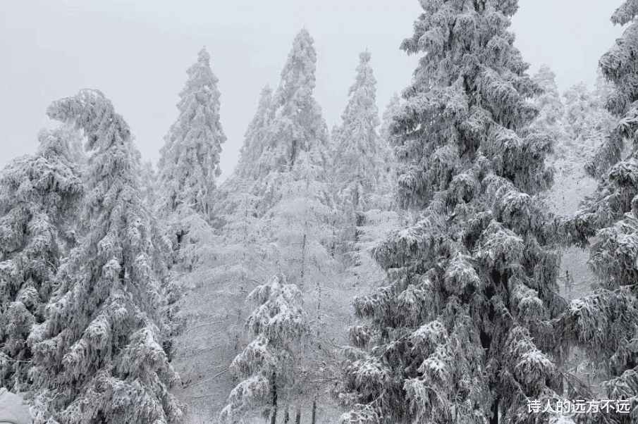 仙女山|难得一见! 重庆仙女山迎2022冬首场雾凇奇观，美腻了