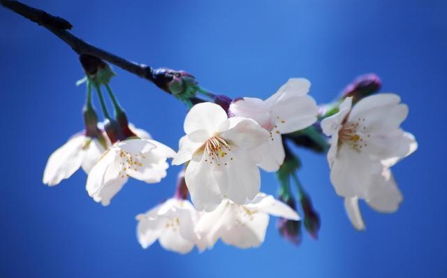 菩提山|浪漫如樱花，有一种约定，叫樱桃树下的约定