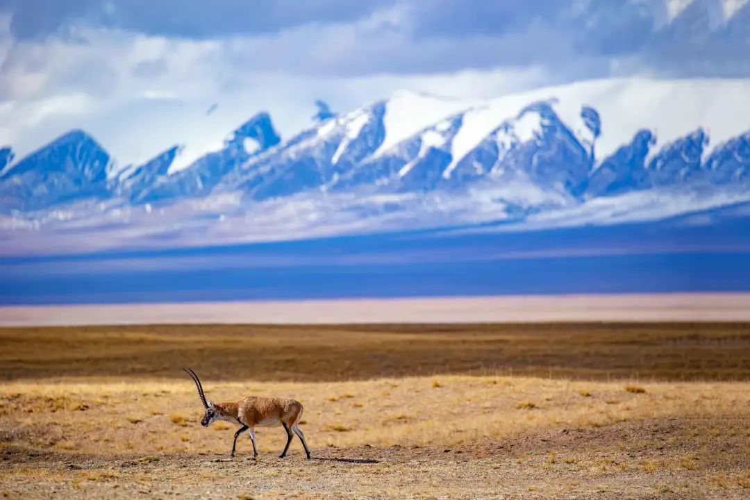 可可西里自然保护区|这个夏天,不去新疆、不去西藏!下一站:可可西里!