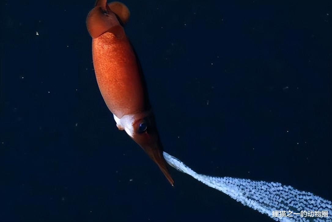 半透明果冻鱼?露齿笑的怪鱼?盘点2022年发现10种奇异的深海生物