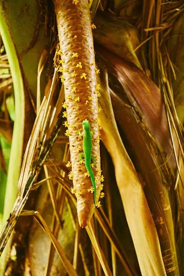 Java|索尼黑卡? 塞舌尔无限额快乐