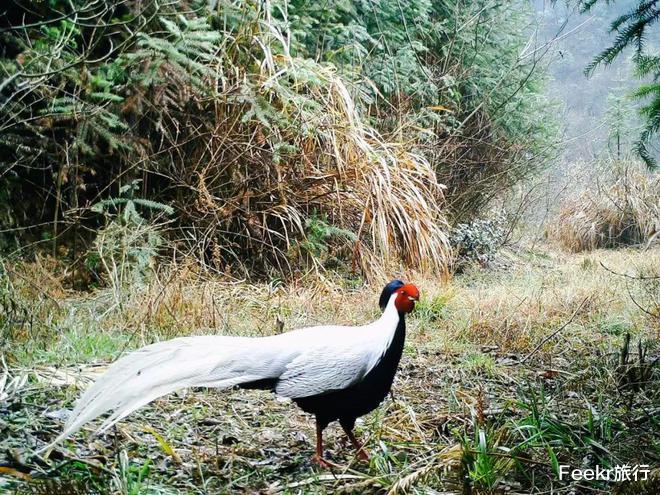 高峰|不是黄山！不是宏村！这个皖南小众秘境太惊喜，仿佛闯入绿野仙踪