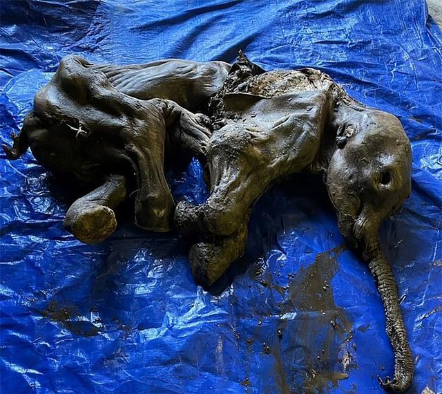 人类正面临危机？加拿大冻土层融化，又发现4万年猛犸象遗骸