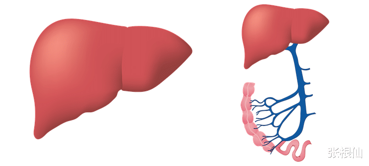 肝脏|张根仙：肝脏不好的14个自测方法，请你仔细对号入座！