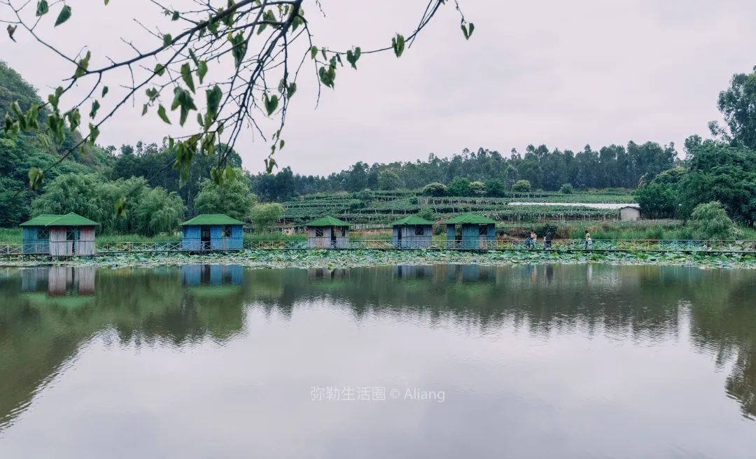 山水画|红河州城外山脚下的农庄，风景美如山水画，荷塘、烧烤、钓鱼，20分钟抵达